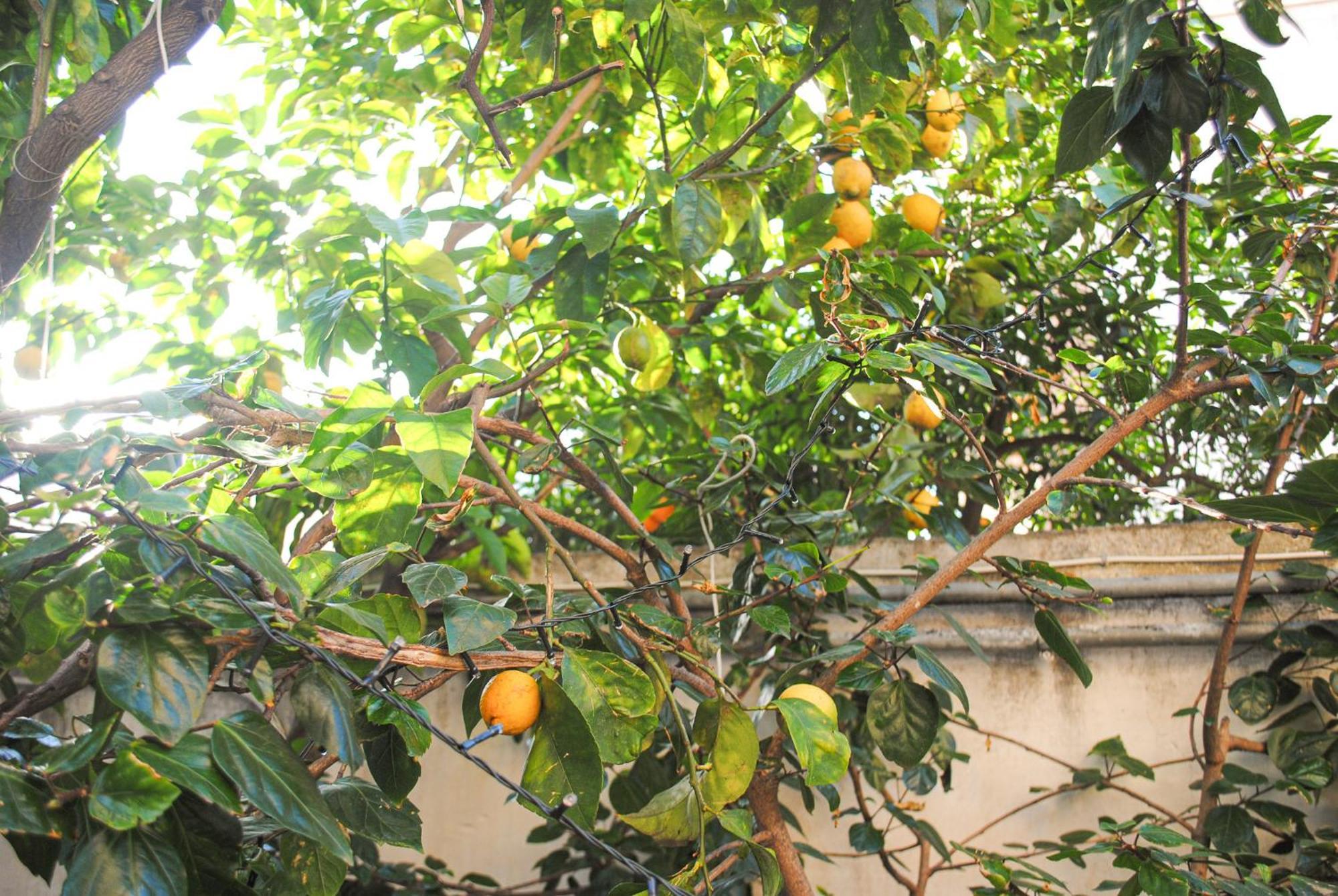 Villa Magnolia Con Giardino 巴里 外观 照片